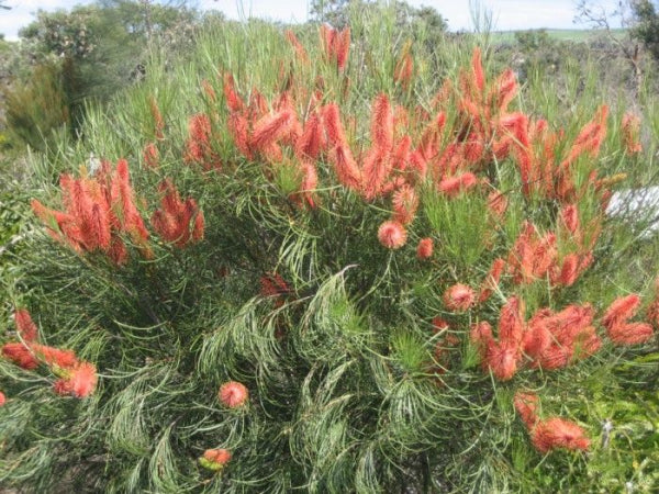 Hakea bucculenta Red Poker