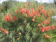 Load image into Gallery viewer, Hakea bucculenta Red Poker

