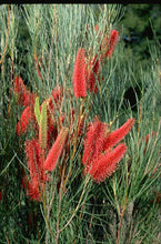 Load image into Gallery viewer, Hakea bucculenta Red Pokers
