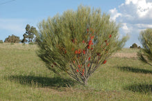 Load image into Gallery viewer, Hakea bucculenta Red Poker
