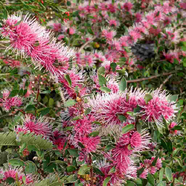 Hakea Burrendong Beauty