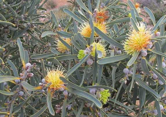 Hakea cinerea