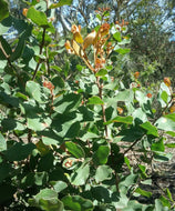 Hakea elliptica