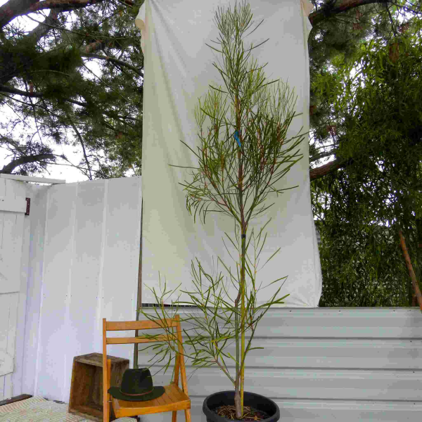 Hakea francisiana Emu Tree