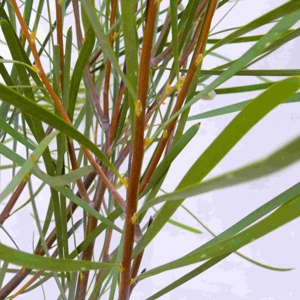 Hakea francisiana Emu Tree