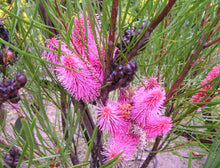 Load image into Gallery viewer, Hakea francisiana Emu Tree
