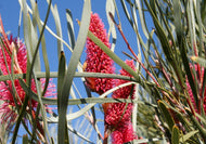 Hakea Intensity