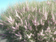 Hakea invaginata Pink Plumed Hakea
