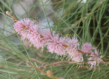 Load image into Gallery viewer, Hakea invaginata Pink Plumed Hakea
