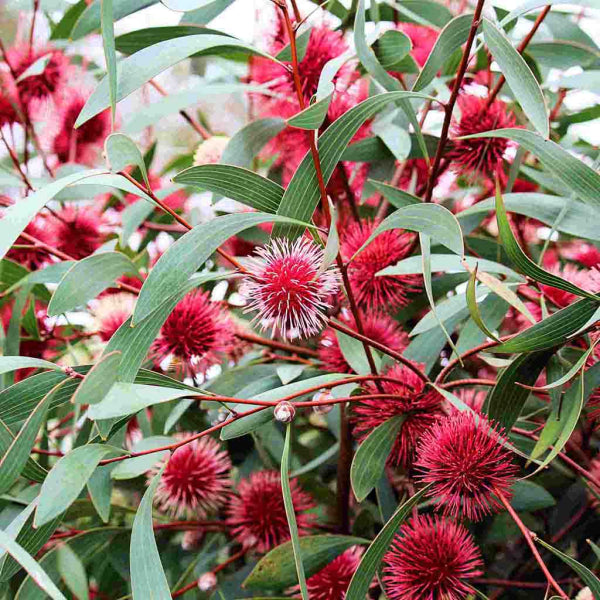 Hakea laurina