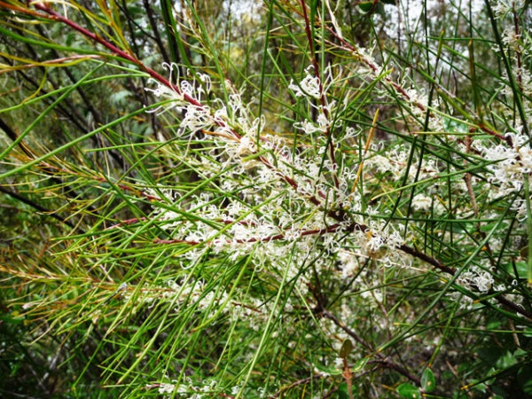 Hakea macraeana