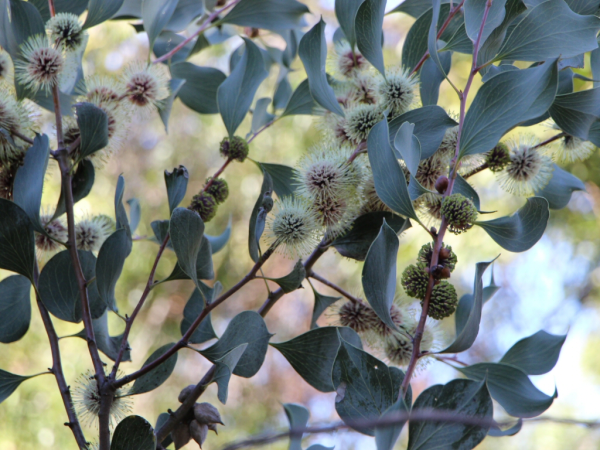 Hakea petiolaris