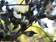 Hakea petiolaris