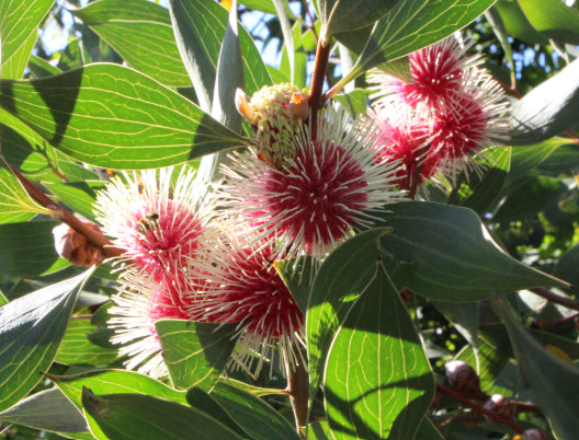 Hakea laurina x petiolaris 'Pin Ball'