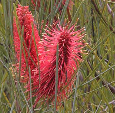 Hakea Pink Pokers