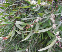 Load image into Gallery viewer, Hakea salicifolia &#39;Willow-Leaved&#39;
