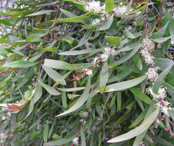 Hakea salicifolia