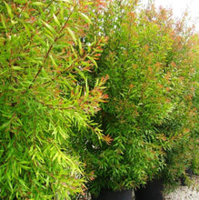 Load image into Gallery viewer, Hakea salicifolia &#39;Willow-Leaved&#39;
