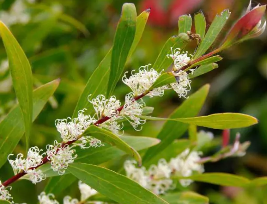 Hakea salicifolia Fine Leaf