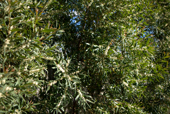 Hakea salicifolia Fine Leaf