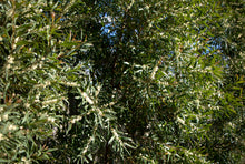 Load image into Gallery viewer, Hakea saligna Fine Leaf
