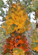 Hakea victoria