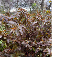 Haloragis erecta Wellington Bronze