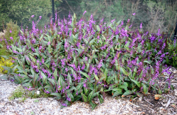 Hardenbergia Blade Runner
