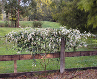 Hardenbergia violacea Edna Walling Snow White
