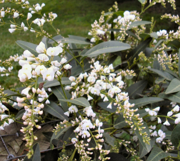 Hardenbergia violacea Edna Walling Snow White