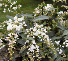 Load image into Gallery viewer, Hardenbergia violacea Edna Walling Snow White
