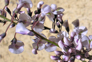 Hardenbergia violacea Free n Easy