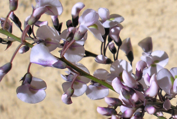 Hardenbergia violacea Free n Easy