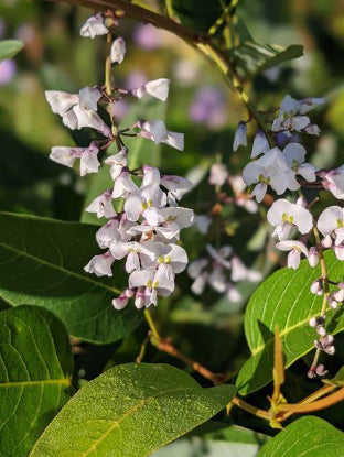 Hardenbergia violacea Free n Easy