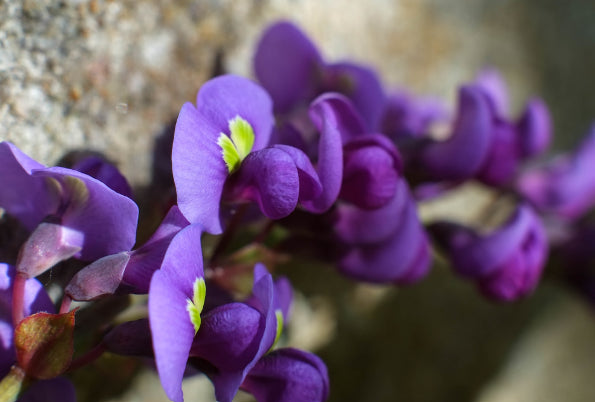 Hardenbergia violacea Happy Wanderer