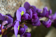 Hardenbergia violacea Happy Wanderer