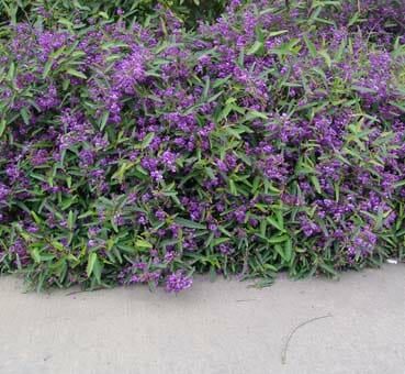 Hardenbergia violacea Mini HaHa – Mountain View Nursery