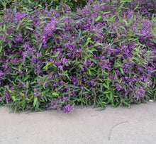 Load image into Gallery viewer, Hardenbergia violacea Mini HaHa
