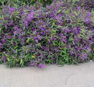 Hardenbergia violacea Mini HaHa