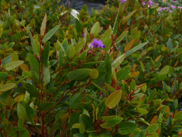 Hardenbergia violacea Mini HaHa