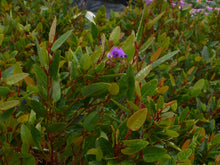 Load image into Gallery viewer, Hardenbergia violacea Mini HaHa
