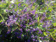 Load image into Gallery viewer, Hardenbergia violacea Mini HaHa
