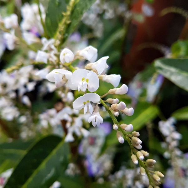 Hardenbergia violacea Protrate White