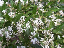 Load image into Gallery viewer, Hardenbergia violacea Protrate White
