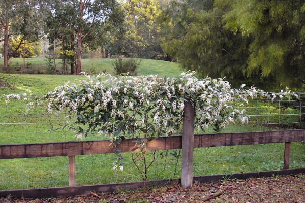 Hardenbergia violacea Protrate White