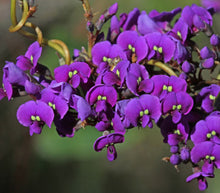 Load image into Gallery viewer, Hardenbergia violacea Royal Flush
