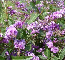 Load image into Gallery viewer, Hardenbergia violacea Royal Flush
