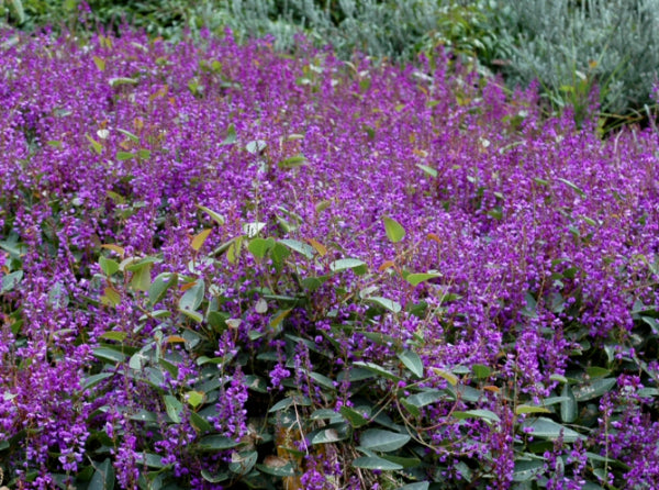 Hardenbergia violacea Sea of Purple PBRe