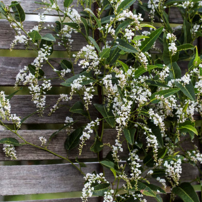 Hardenbergia violacea White Out