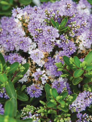 Hebe Lilac Mist